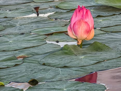 Close up on lily lotus flower in beautiful water swamp Jayatataka Baray in Angkor, Cambodia