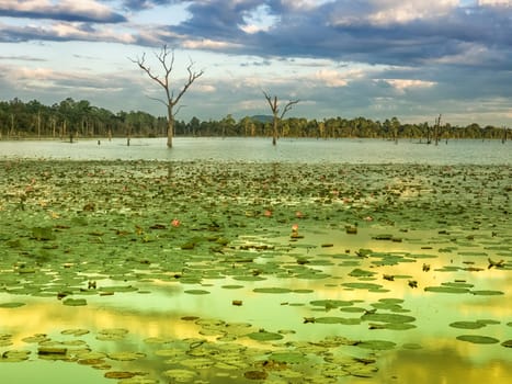 Beautiful water swamp Jayatataka Baray in Angkor, Cambodia
