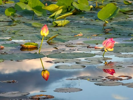 Close up on lily lotus flower in beautiful water swamp Jayatataka Baray in Angkor, Cambodia