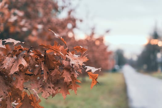 A close-up of dried oak leaves in autumn colors with a soft-focus background of a rural street and evening light.
