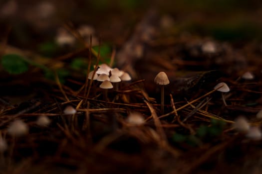 Close-up of a group of small mushrooms surrounded by pine needles on the forest floor, captured in soft light with a blurred natural background.