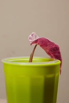 A vibrant green cup elegantly showcasing a striking pink plant, ideal for enhancing trendy home decor styles