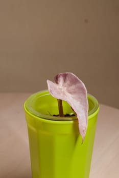 This striking indoor plant has captivating pinkish leaves, beautifully showcasing gardenings aesthetic appeal
