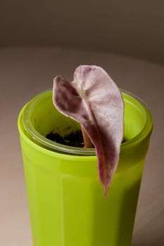 A stunning plant featuring a beautiful purpletinted leaf is elegantly growing in a bright green pot atop a tabletop