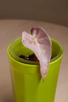 A beautifully unique leaf is emerging from the rich soil inside a bright green pot, showcasing natures striking beauty