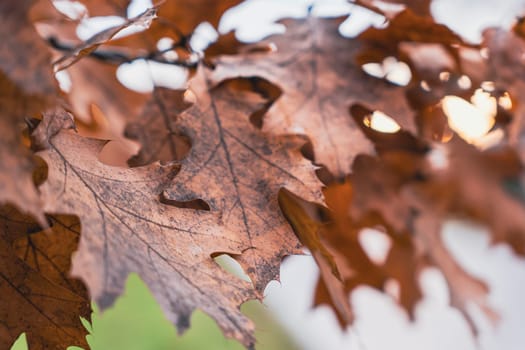 Detailed macro shot of dried oak leaves with intricate vein patterns, highlighted against a soft blurred background, symbolizing the autumn season.
