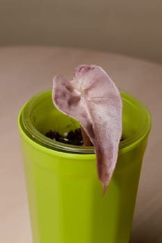 A vibrant green pot featuring a unique pinkish leaf, beautifully showcasing modern indoor gardening aesthetics