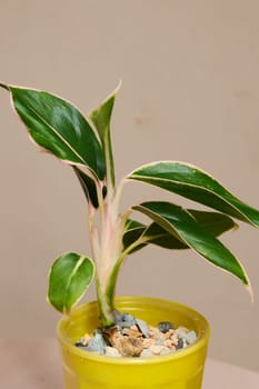 A vibrant indoor plant with lush green leaves in a stylish yellow pot, perfect for enhancing home decor