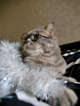 Scottish straight cat celebrates holiday eve Happy New Year 2025 and Merry Christmas , pet in glasses at home. Vertical