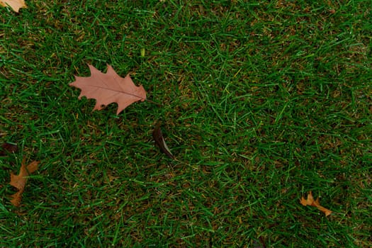 A single brown oak leaf lies on fresh green grass with drops of morning dew, symbolizing the transition from autumn to winter.