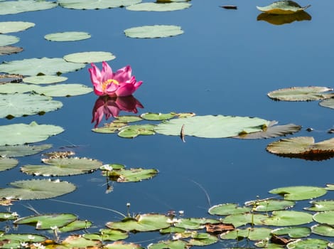 Beautiful water swamp Jayatataka Baray in Angkor, Cambodia