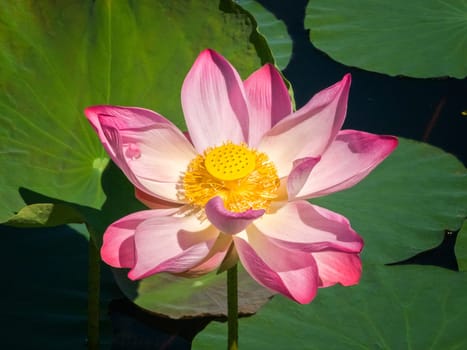 Close up on lily lotus flower in beautiful water swamp Jayatataka Baray in Angkor, Cambodia