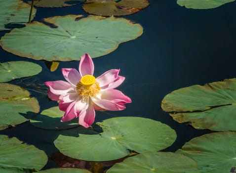 Close up on lily lotus flower in beautiful water swamp Jayatataka Baray in Angkor, Cambodia