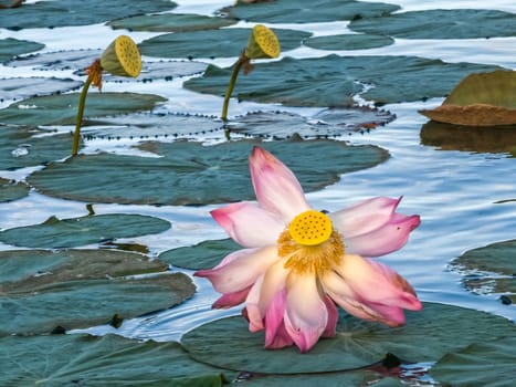 Close up on lily lotus flower in beautiful water swamp Jayatataka Baray in Angkor, Cambodia