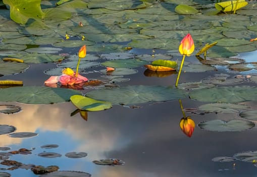 Close up on lily lotus flower in beautiful water swamp Jayatataka Baray in Angkor, Cambodia