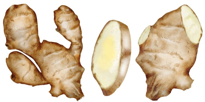 Ginger watercolor set. Hand drawn hot root on isolated white background. Clip art fruits and spices for hot drinks. Ideal for natural tea design and nutritionist blogs design. High quality illustration
