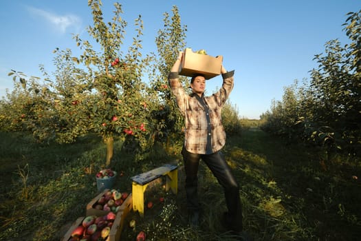 A stylish girl in fashionable clothes stands with a picked box of apples in a sunny summer orchard.