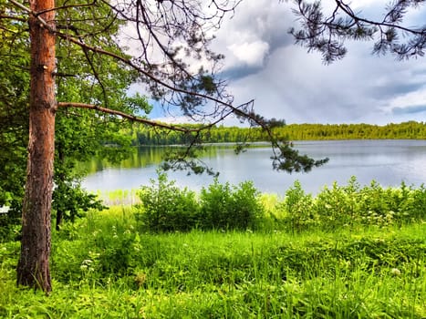 A calm lake reflects the lush trees and shrubs, creating a peaceful atmosphere in the forest on a sunny day.