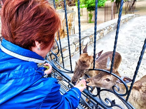 A woman gently offers green treats to curious deer while interacting through a decorative gate in a tranquil wildlife area.