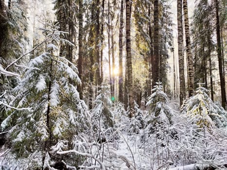 Sunlight breaks through tall trees in a snowy forest, illuminating the winter landscape and creating a peaceful atmosphere.