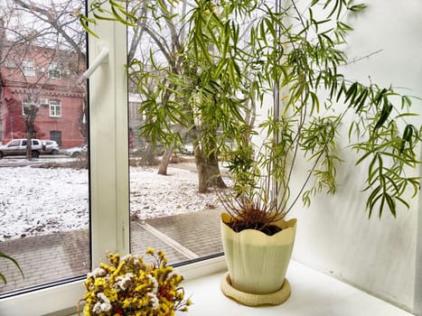 A vibrant indoor plant stands by a large window, contrasting with the snowy street outside on a chilly winter day.