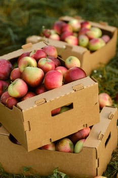 Red apples in cardboard boxes on the ground in an apple orchard.