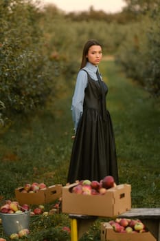 Portrait of a beautiful Asian woman, stylishly dressed, with apples in the garden. A girl stands near the collected red apples in nature.