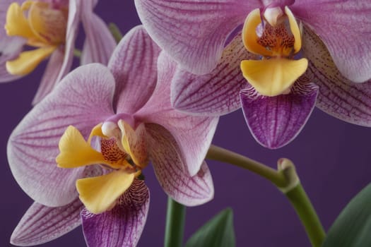 Intricate yellow and purple orchids with vivid green leaves, on dark starry background, creating perfect blend of elegance and natural beauty for floral art and designs