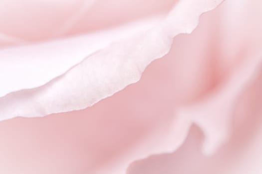 Abstract floral background, pink pale rose flower petals, soft focus. Macro flowers backdrop for holiday brand design