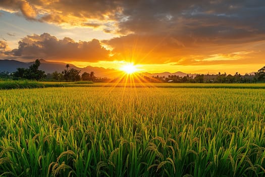 Landscape view of green rice field during sunrise. Sun rises over mountains in rice fields.