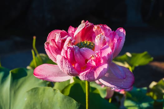 Blooming pink lotus flower in summer in a pond in Asia close up