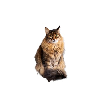 A fluffy cat is currently sitting upright on its hind legs against a clean, white background, creating a striking visual contrast