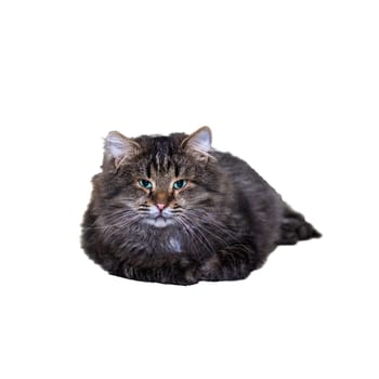 A domestic cat, adorned with a dusting of snow on its furry face, is comfortably laying down on a crisp white background that enhances its beauty