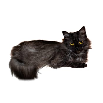A sleek black cat with striking yellow eyes is comfortably laying down on a clean white background, creating a captivating contrast