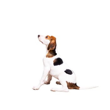 A beagle dog is sitting down comfortably and looking up curiously against a plain white background that enhances its features