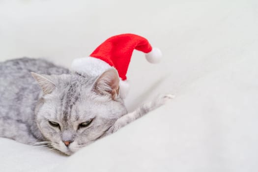 Scottish straight Christmas cat in a red santa hat sleeps on a white blanket. Pets, Christmas stories with pets