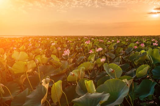 Sunrise in the field of lotuses, Pink lotus Nelumbo nucifera sways in the wind. Against the background of their green leaves. Lotus field on the lake in natural environment