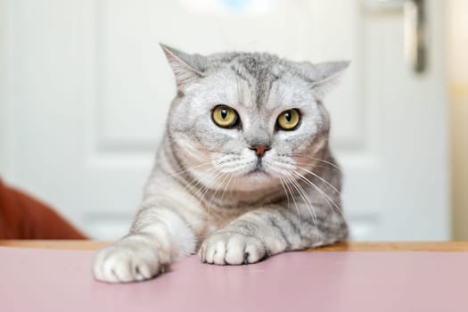 A silver tabby cat sits on a pink table with its paws outstretched, staring intently at the camera.