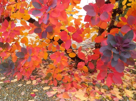 Beautiful branch with red burgundy yellow leaves of a plum tree