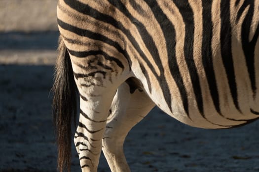 Here's a caption under 150 characters describing the image: Close-up of a zebra's hindquarters and legs. Striped pattern is clearly visible. The zebra appears to be standing on dry ground.