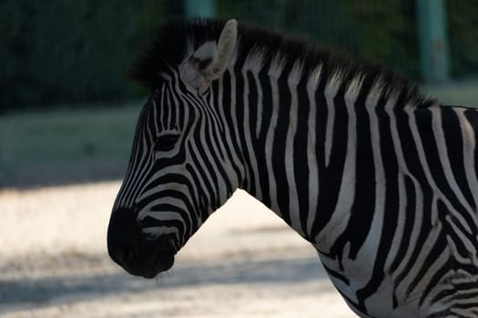 Here's a caption under 150 characters describing the image: Close-up of a zebra's head and neck. Stripes are prominent against a blurred background. The zebra appears calm.