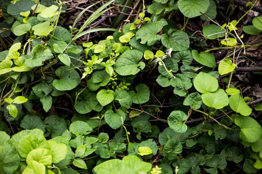 Nature background. Green leaves background. Top view of natural green leaf background.