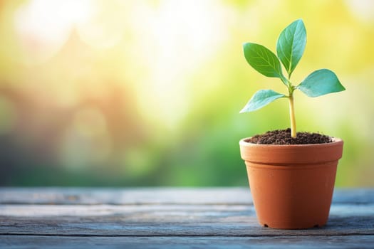A small plant is in a pot on a wooden table. The plant is green and he is a young seedling. The pot is brown and has a small hole in the bottom for drainage. The table is made of wood