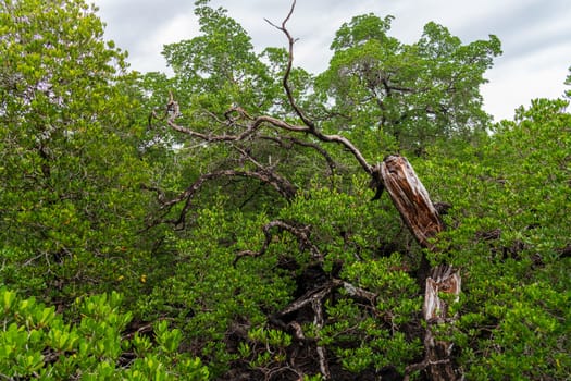 A dense and thriving mangrove forest presents a remarkable showcase of rich biodiversity and vibrant, lush greenery