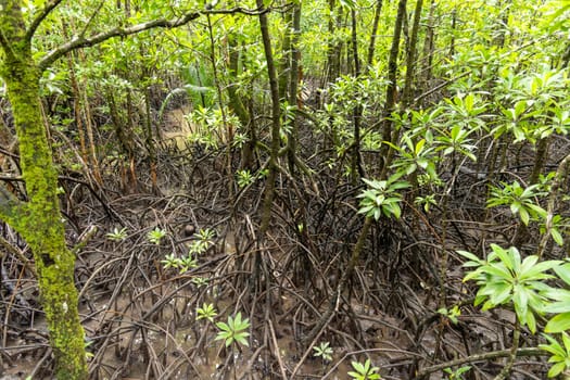 A dense and thriving mangrove forest presents a remarkable showcase of rich biodiversity and vibrant, lush greenery