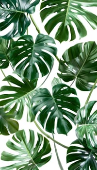 A closeup photo of a tropical plant with vibrant green leaves, set against a pristine white background. The intricate leaf pattern creates a beautiful piece of art