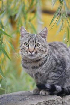 A cute tabby cat sits peacefully among vibrant green foliage, enjoying its surroundings