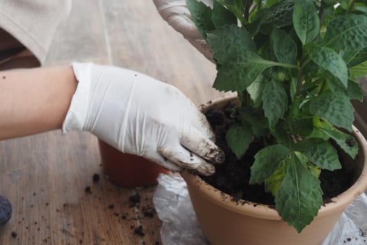 Hands are carefully planting a vibrant green plant in a pot filled with rich soil