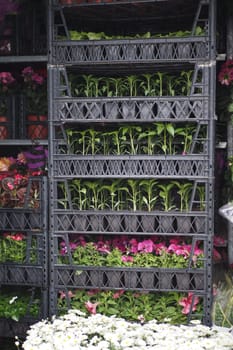 A colorful plant display showcases vibrant flowers and lush foliage, creating stunning appeal
