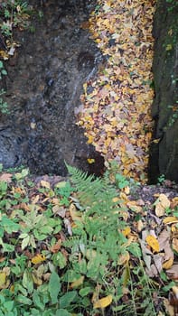 nature waterfall. stream water river, forest background, green yellow leaves summer autumn. High quality photo